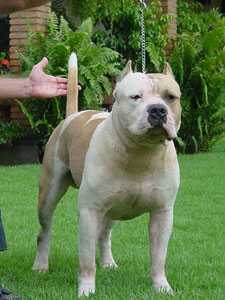 Blue Bufalo New Kraftfeld