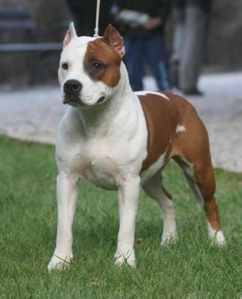 HJCH , RoJCH , SrbCH , RoCH , HCH , HSCH , RoGCH Goodhunting Daisy Dee