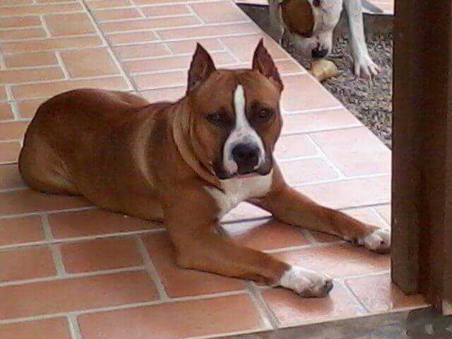 Kyra Strong Fortress dog's