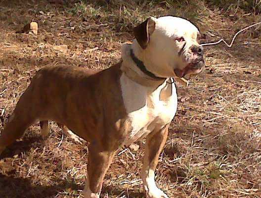 Crafts Old Line Hermonie