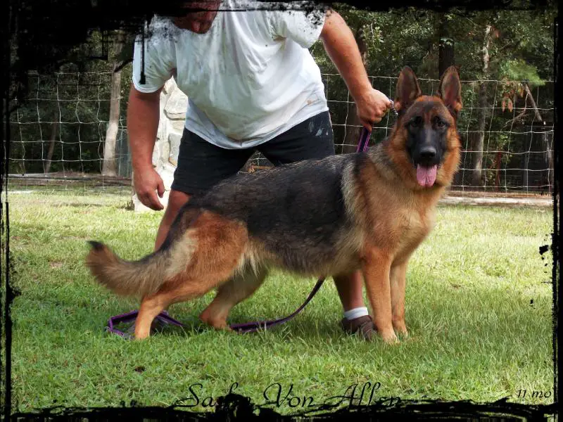 Sasha A Von Allen