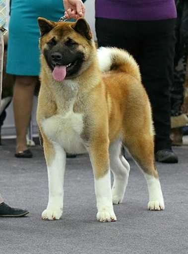 RUS/RKF/CLUB CH, RUS JCH Valgrand Victory Kleo