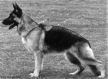 V8 HZS Anni von Tronje