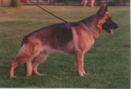 V Ilka vom Haus Frühauf