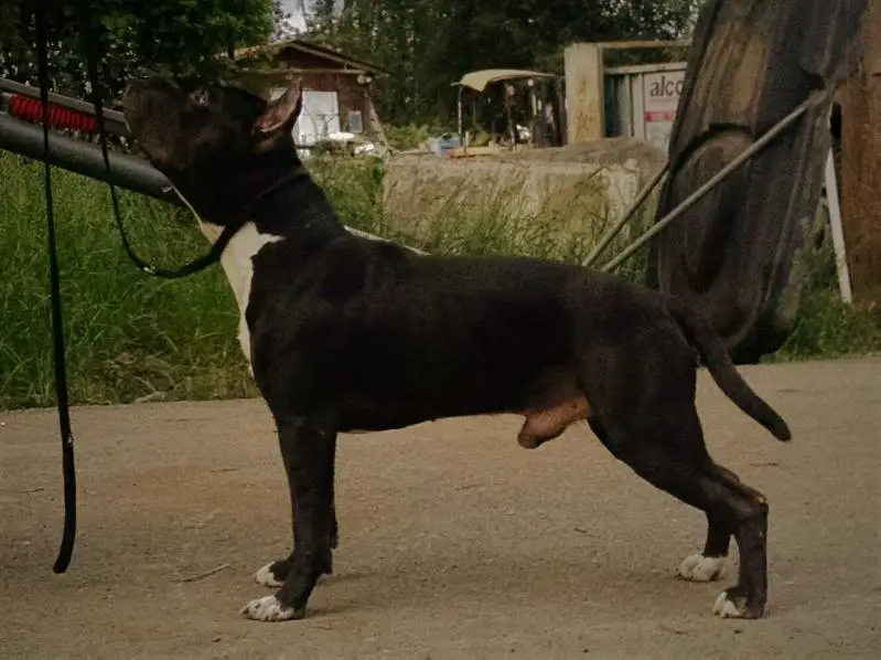 AKC Pointed Ironstone's AM Ninja Warrior