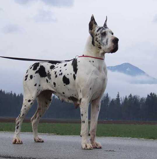 MultiCH, CH Slovakia, CH Hungary, CH Croatia Flo-Jo From Valvasor's Land