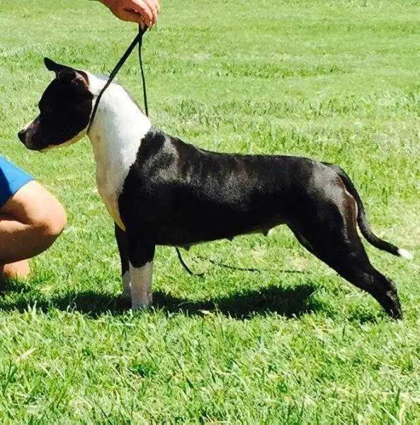 Ironstone's Lady Nix