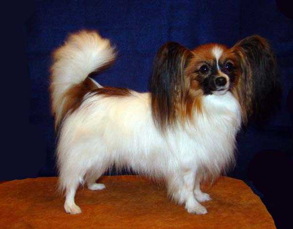 Menine's Zsa Zsa Gabor