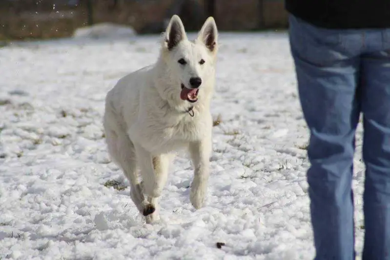 WSÖ Puppy Winner, ÖJCH, WSÖ Clubsieger Snowpatrols Limb of Blizzard