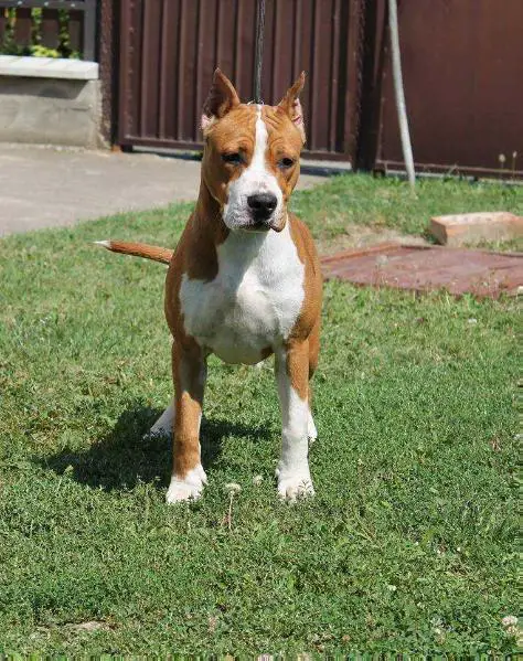 MysticStaff ATINA (2016)