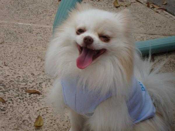 Dolce E. Gabanna Hodgson