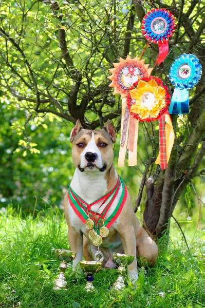 3*CAC, 2*CACIB Nelly Lugary Vulf