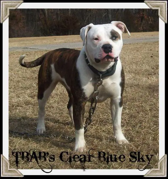 TBAB's Clear Blue Sky