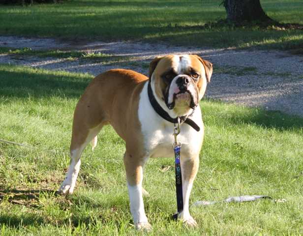 Secrest's Red Boy Stash of Dean's