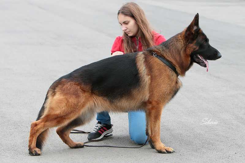 Banderos fom Katerina Stolts