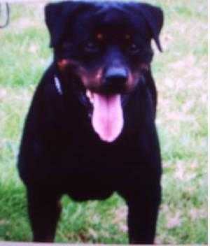 Hasan od Dragicevica