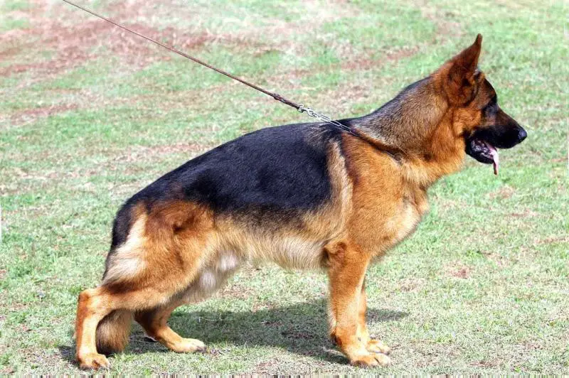 SG Furbo von Ghattas