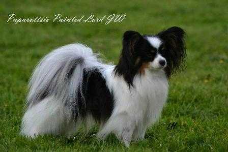 FIN CH Paparottsie Painted Lord