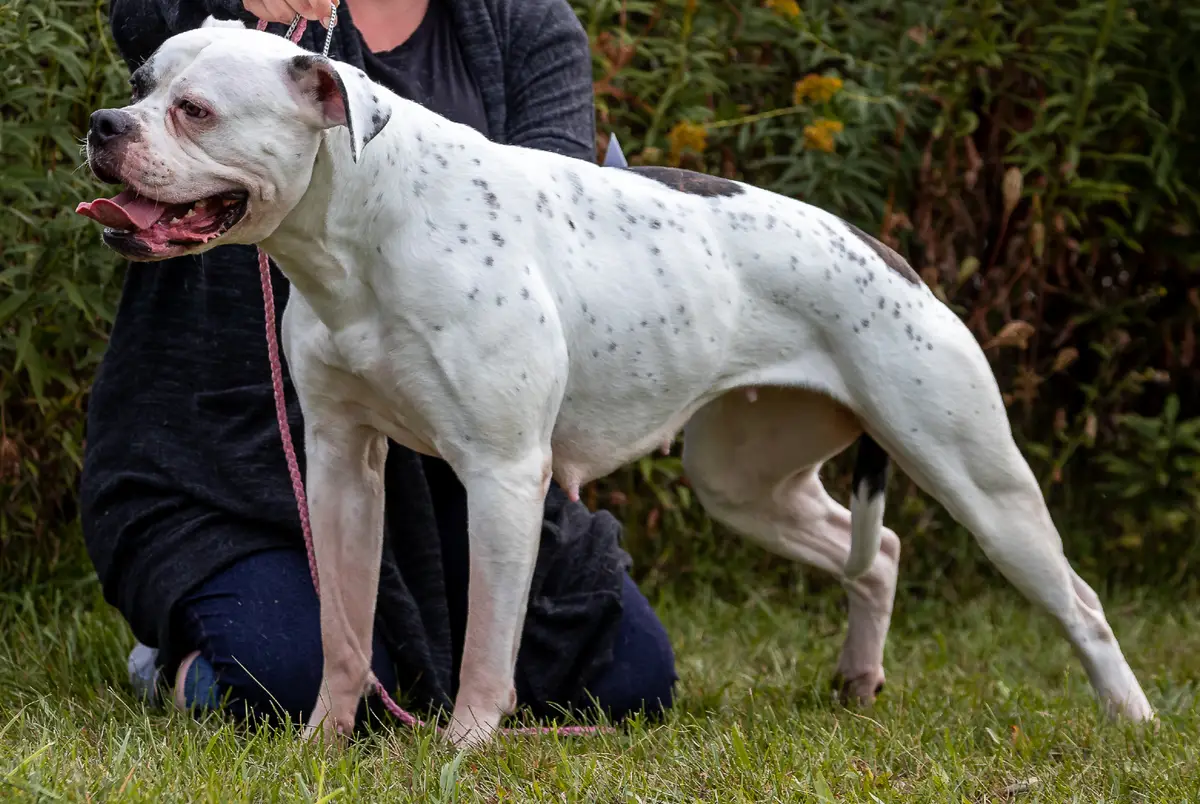 ABRA CH.  NKC JR CH. O'Ryan's Daddy's Little Monster