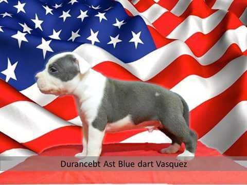 Durancebt AST Blue Drat Vasquez