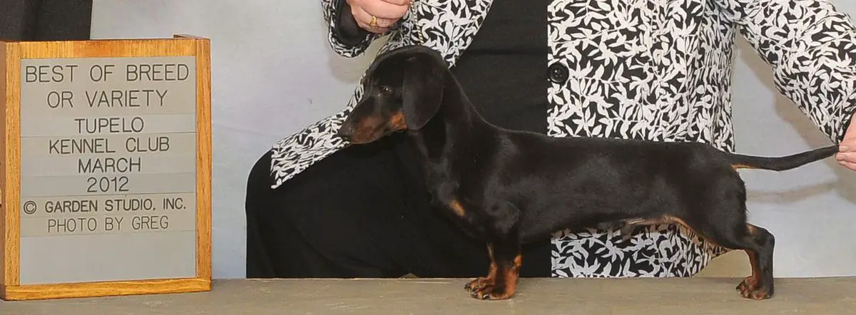 BCK Dealer's Choice MS