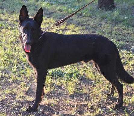 Ivan Z Hrdinneho Odvahy II