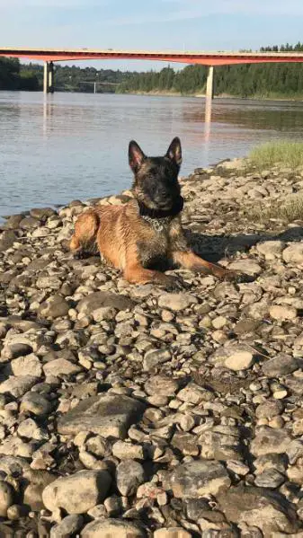Raven (Urban K9s)