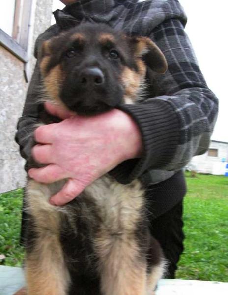 De Orse Mak Flai Meksika