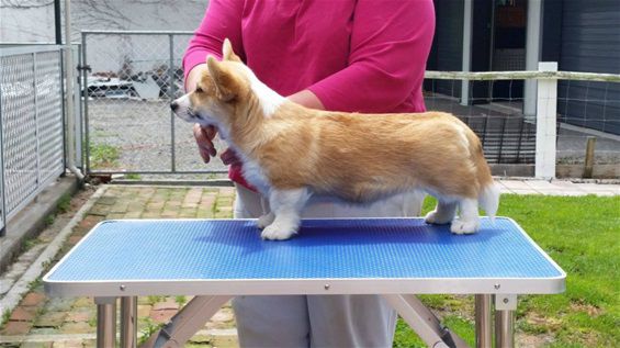 Merthyr Wanda Be A Tailender