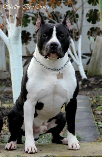 J Ch Rus. Ch Rus. Ch RKF SHELBI BEST CHOICE