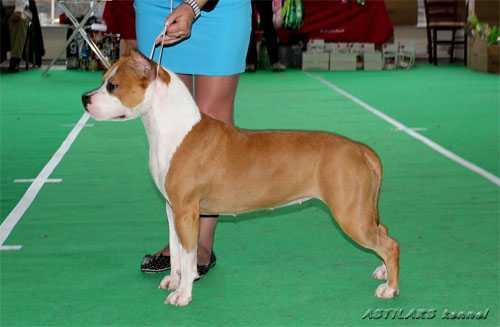 JCH RUS Astilars Barselona