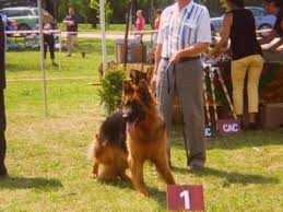 Dogi Rosochatka