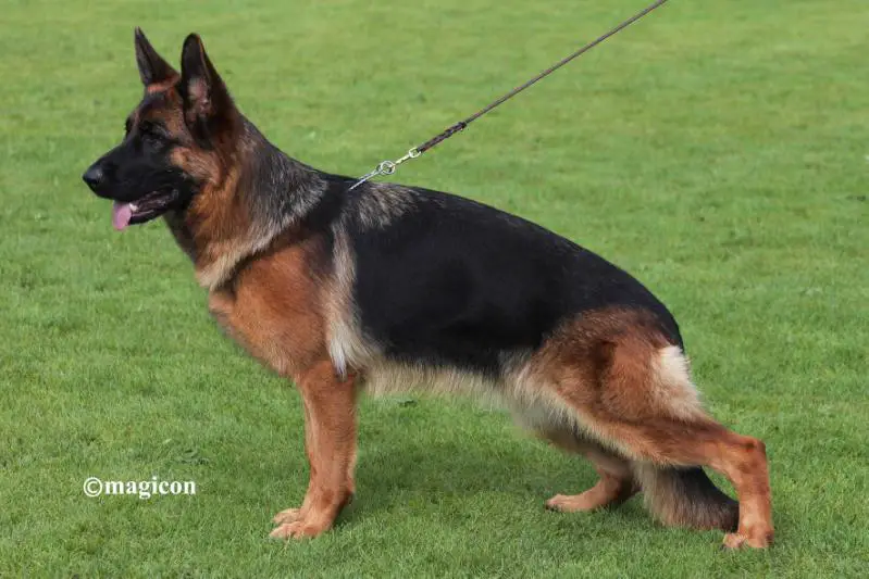 VA1 (CH) VA2 (HR, HU) VA4 (A, USA) Ivy von der Sulzbachwiese