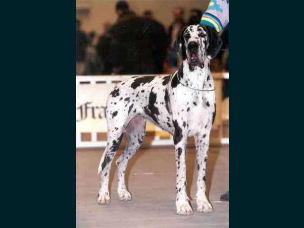 LASSIE BOHEMIA ABRUS
