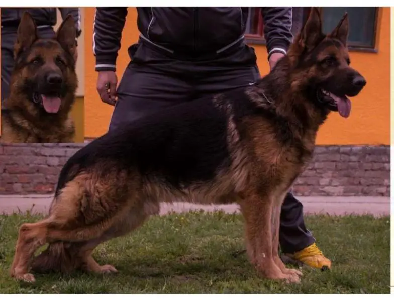 2xPRM Gaborland Tony