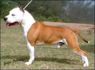 Champion's Line JA 164 Flash