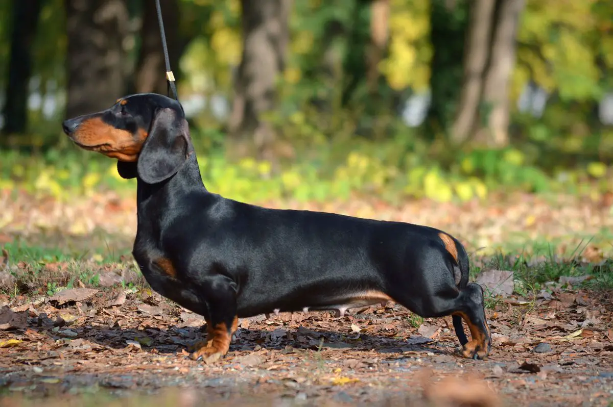 vice EUJW'16, SRBJCH, HDW'16, WUTWW'18, HCH, HSCH, HGRCH Proud Hunter Chardonay