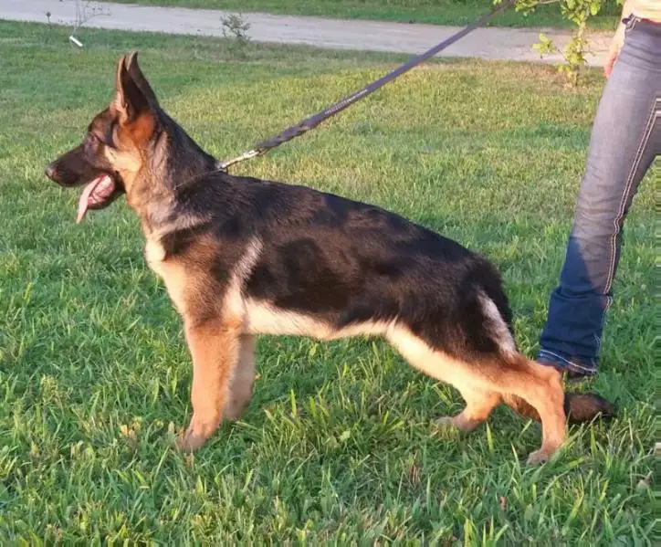 VP Gia Vom Givenhaus