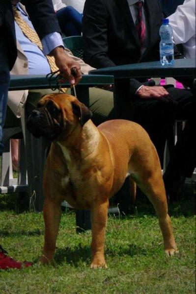 Grand.Ch.GR,Ch.GR,J.Ch.GR,SRB,GRW'16 Verus Amicus Galadriel