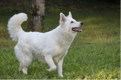 D'Inaki of White Condor