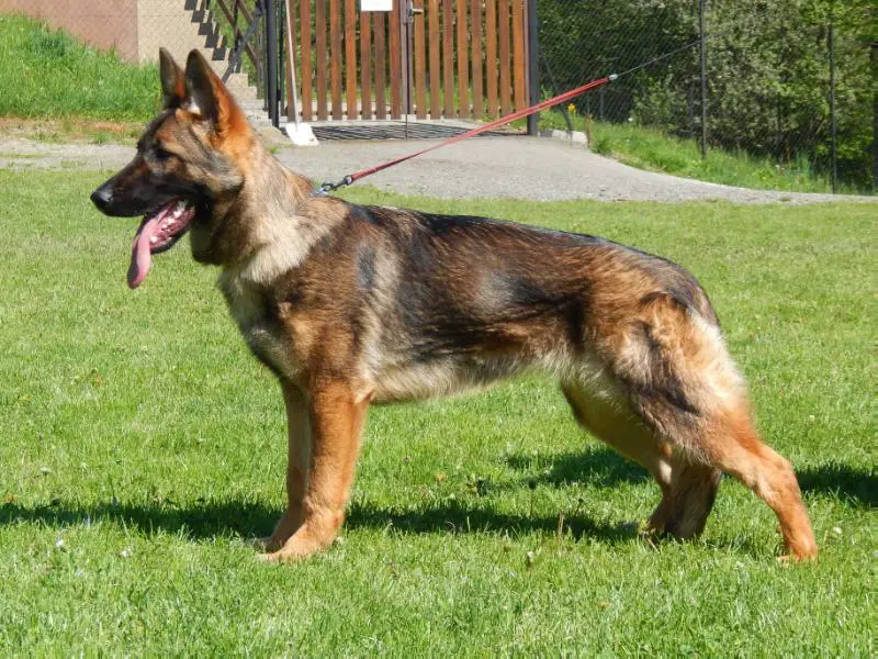 VN (VV) Emona z Henmonu