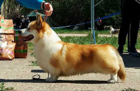 CH Telman Haus Jackpot