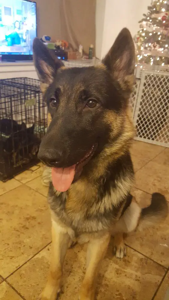 Private Narcotics K9, Arko Bubby Bear