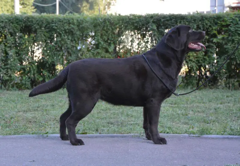Tierni Cherish