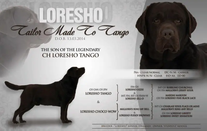 CH Loresho Tailor Made To Tango