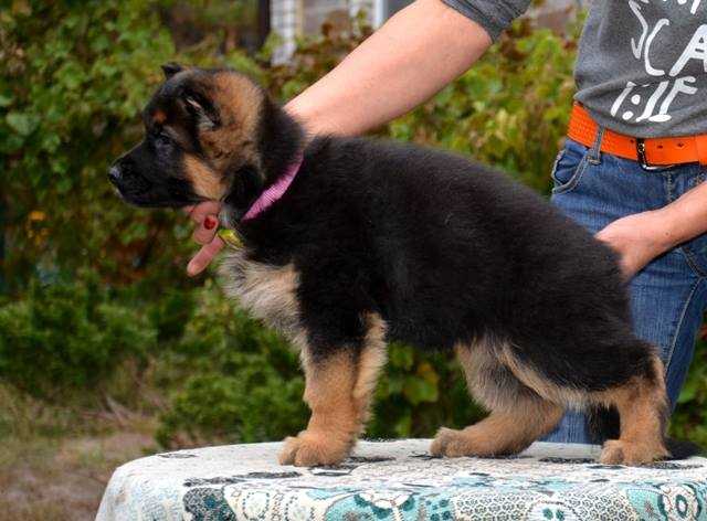 JIPSY Forward Ukraine