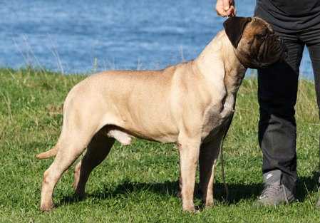 JCH SRB, CH SRB, CH MONTE NEGRO, EURO DOG SHOW jV3 Game Keeper's Zack is Back