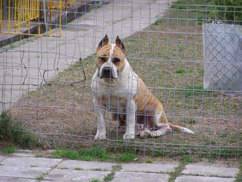 Sinabulls mimosa da betina