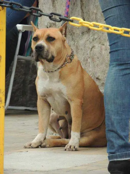 La invernada Sinabulls