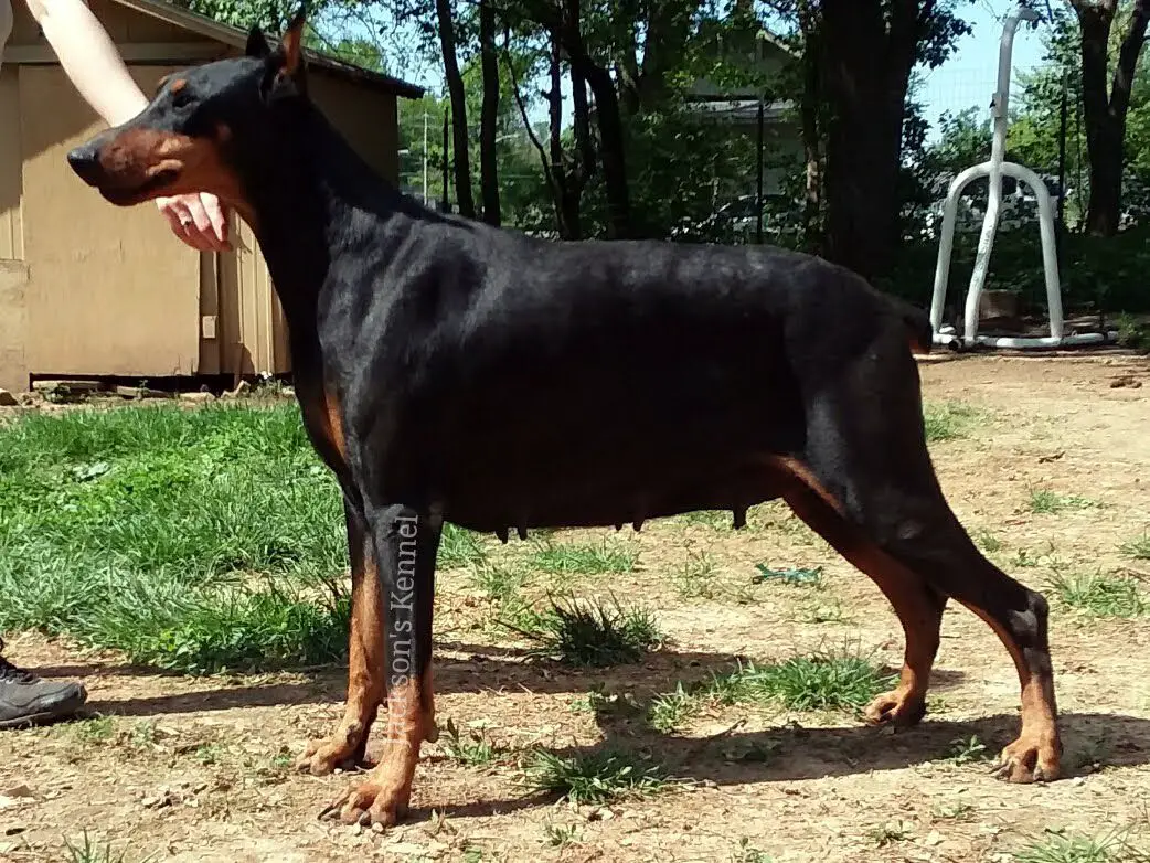 Jackson's Miss Priss Zandra